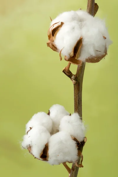 Cotton flowers on stem Stock Photo