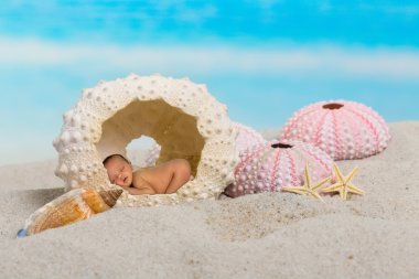 Deniz kestanesi Sleepy bebek