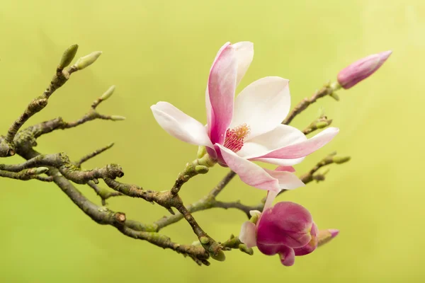 Branch of Magnolia flowers in full blossom — Stock Photo, Image