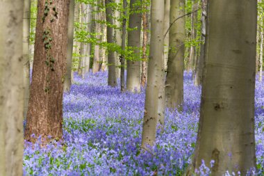 Kayın ağaçları ve bluebells kır çiçekleri