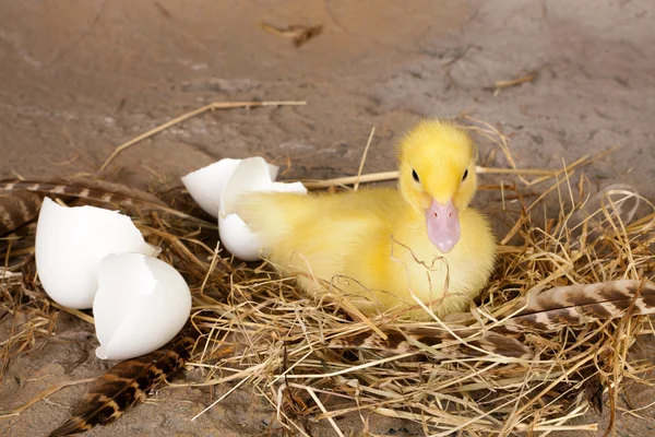 Rusten uitgebroed eendje — Stockfoto