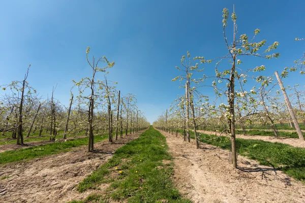 Fruit landbouw met peren bomen — Stockfoto