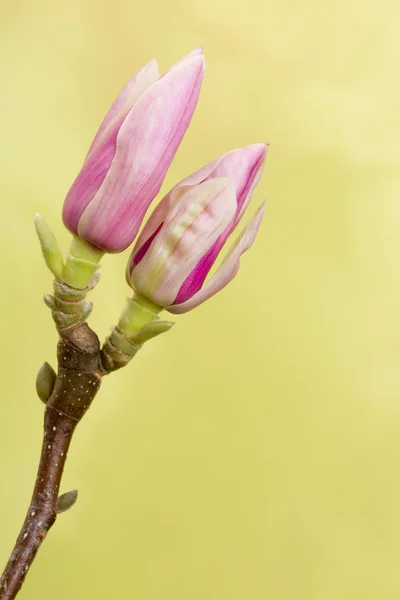 Två magnolia knoppar — Stockfoto