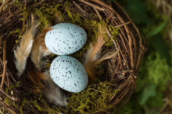 Feathers and eggs in nest — Stock Photo, Image