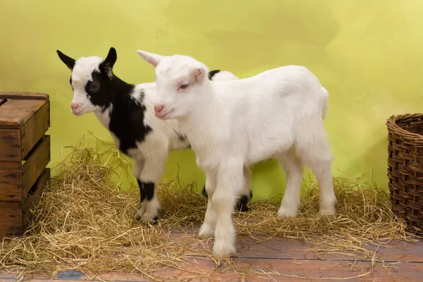 Duas cabras bebés — Fotografia de Stock