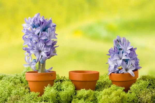 Гиацинтовые цветы с копировальным пространством — стоковое фото