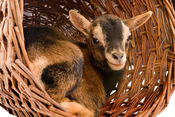 Dwarf goat in basket