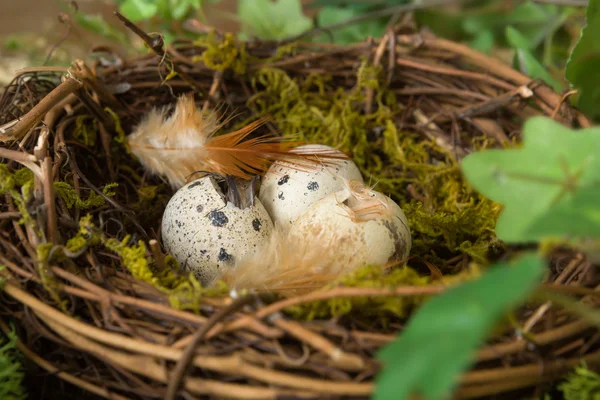 Baby birds hatching — Stock Photo, Image