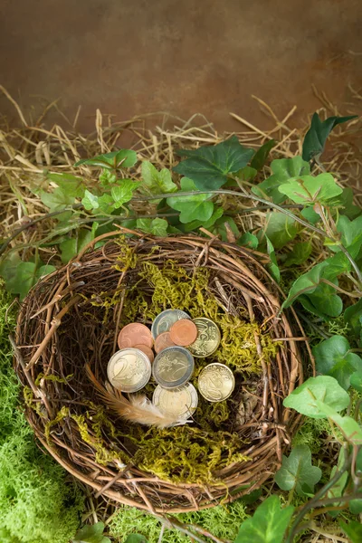 Dinero en el nido de aves —  Fotos de Stock