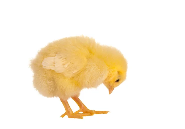 Gele chick op wit — Stockfoto