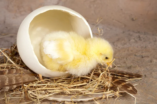 Новорожденная цыпочка в яйце — стоковое фото