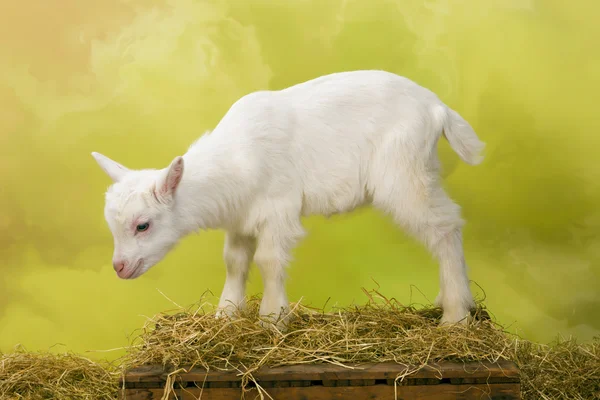 Маленький белый новорожденный козёл — стоковое фото