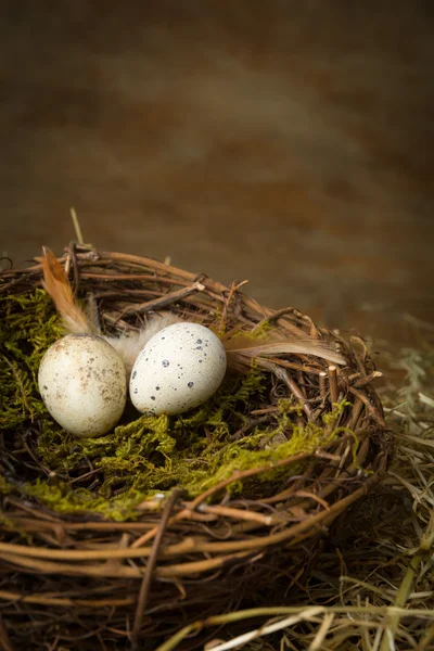 Two speckled eggs in nest — Stock Photo, Image