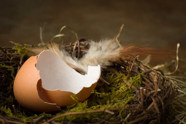 Zerbrochenes Ei im Nest — Stockfoto