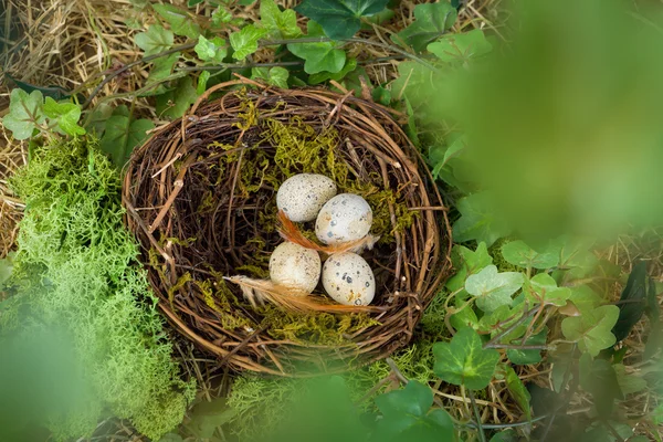 Ninho escondido com ovos — Fotografia de Stock