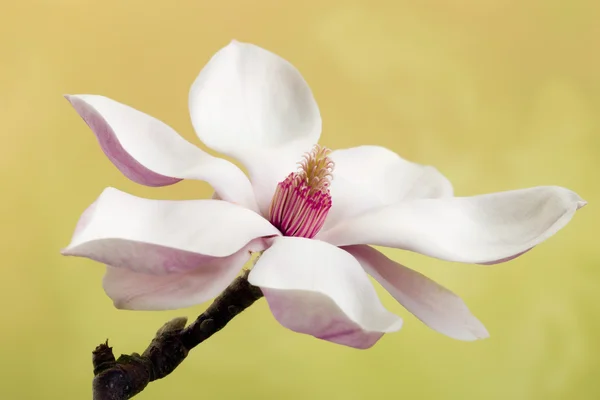 Magnolia bloemen in bloei — Stockfoto