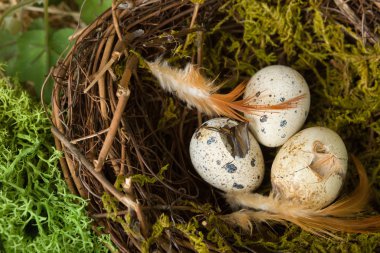 Damızlık yumurta yuvada