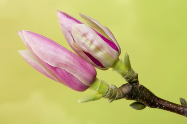 İki Manolya çiçeği