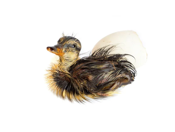 Yeni doğan ördek yavrusu ve yumurta — Stok fotoğraf