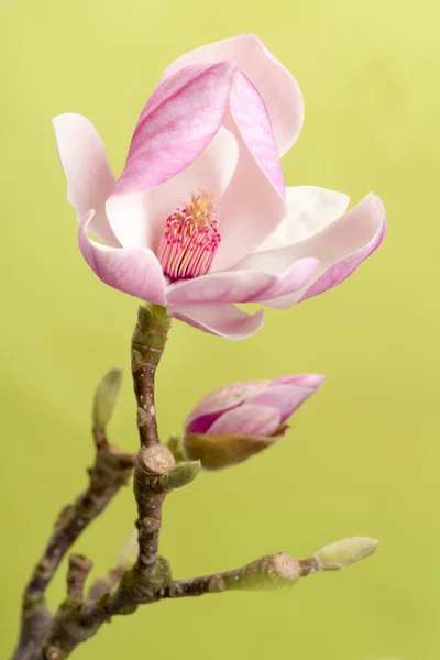 Magnolia closeup against green — Stock Photo, Image