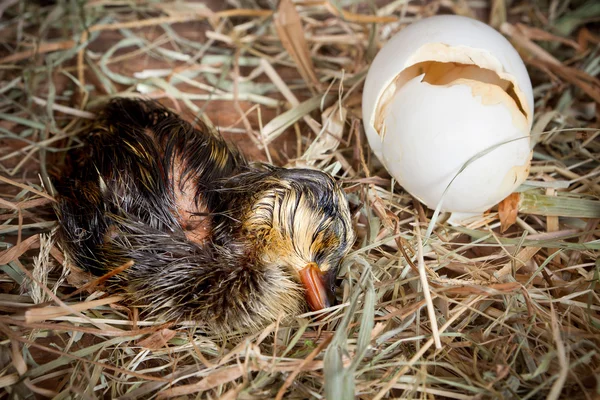 Sleeping hatchling in next — Stock Photo, Image