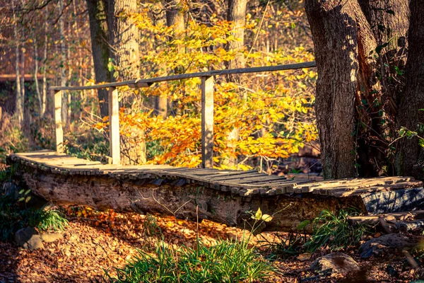 Pasarela Sobre Arroyo Bosque Durante Otoño Otoño — Foto de Stock