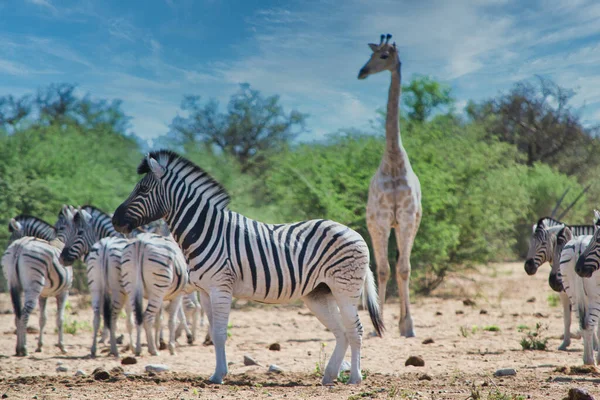 Αφρικανική Σκηνή Σαφάρι Εθνικό Πάρκο Zebra Και Καμηλοπάρδαλη Ζωικά Είδη — Φωτογραφία Αρχείου