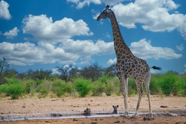 Giraffa Una Pozza Acqua Con Iena Animali Safari — Foto Stock