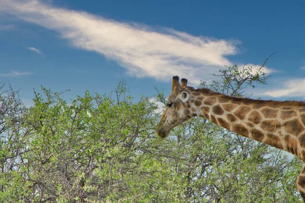 Girafa Cabeça Pescoço Estendendo Para Folhas Árvore Animais Selvagens — Fotografia de Stock