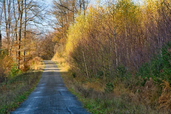 Pequeña Carretera Forestal Regional Otoño Día Soleado Las Ardenas Región — Foto de Stock