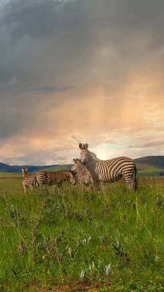 Rebanho Zebra Está Nas Planícies Savanas Parque Nacional Africano Durante — Fotografia de Stock