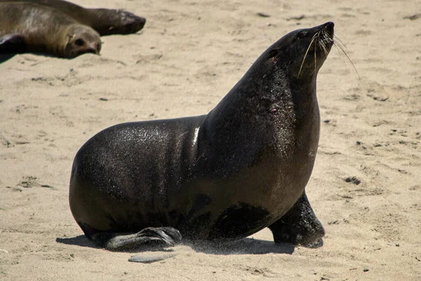 Black Sea Lion Seal Barking Beach Animal Wildlife Beauty Nature — Stock Photo, Image