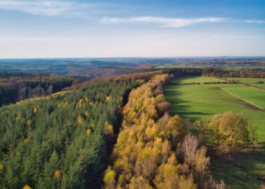 Belçika, Ardennes 'te çam ormanları, çayırlar ve otlaklar. Doğada güzellik.