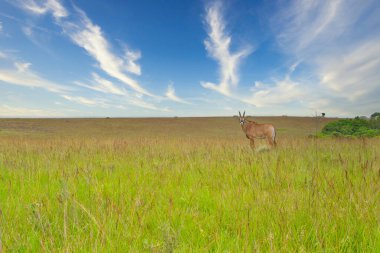 Yalnız Roan Antilop, Malavi 'deki Nyika platosunda duruyor. Doğada güzellik ve vahşi yaşam