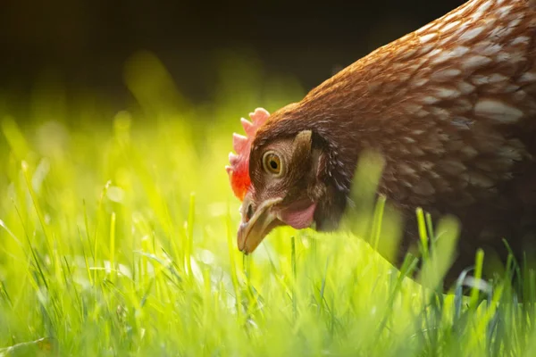 Primer Plano Pollo Gallina Marrón Busca Comida Hierba Día Soleado —  Fotos de Stock