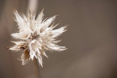 Kurumuş Echinops ritro, yaygın adı Globe thistle, deve başı, son aşama, yumuşak kahverengi arka planda izole.