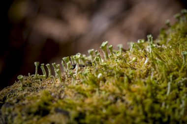 Cladonia chlorophaea, yaygın adı Peri Kupası liken, orman zemininde olgun meyve veren bir sahnede, makro detay..
