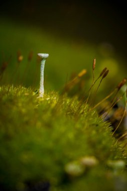 Cladonia chlorophaea, yaygın adı Peri Kupası liken, orman zemininde olgun meyve veren bir sahnede, makro detay..