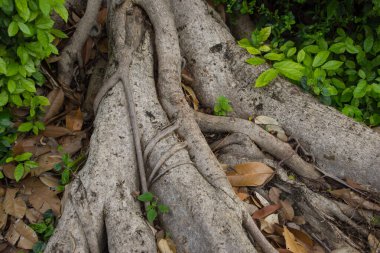 Ayutthaya, Tayland 'daki Bang Pa-In Sarayı' nda büyük ağaç kökü.