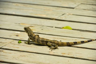 Guatemala 'da bir iguana