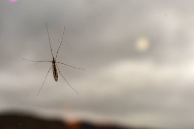 Pencereye uçan turna kuşu