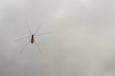 Pencereye uçan turna kuşu