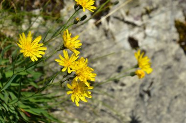 Hırvatistan 'ın Plitvice Gölleri Ulusal Parkı' ndaki kayanın dışında büyüyen sarı çiçekler