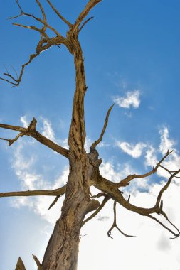 Hierve el Agua (İspanyolca: 