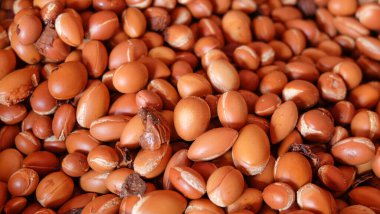 Petrol zengini tohumlar içeren Argan meyveleri