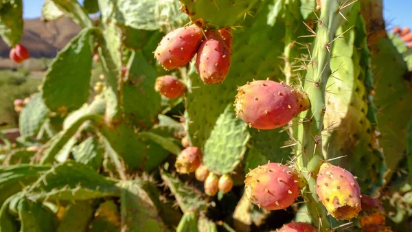 Opuntia Kaktüs Familyasından Fas Kaktaceae Şehrinde Yetişen Bir Bitki Cinsidir — Stok fotoğraf