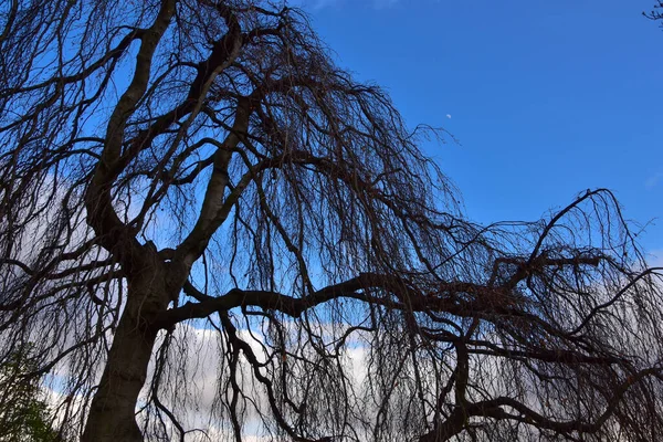 Silhouet Van Een Wilgenboom Tegen Blauwe Lucht Praag Tsjechië — Stockfoto