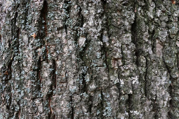Bela Textura Madeira Velho Fundo Casca Crack Casca Cinzenta Árvore — Fotografia de Stock