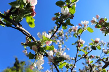 Doğa geçmişi. Bahçede çiçek açan elma ağacı. Çiçekli dallar