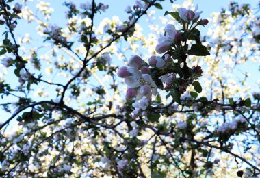 Güzel bahar doğası arka planı. Bahçede çiçek açan elma ağacı